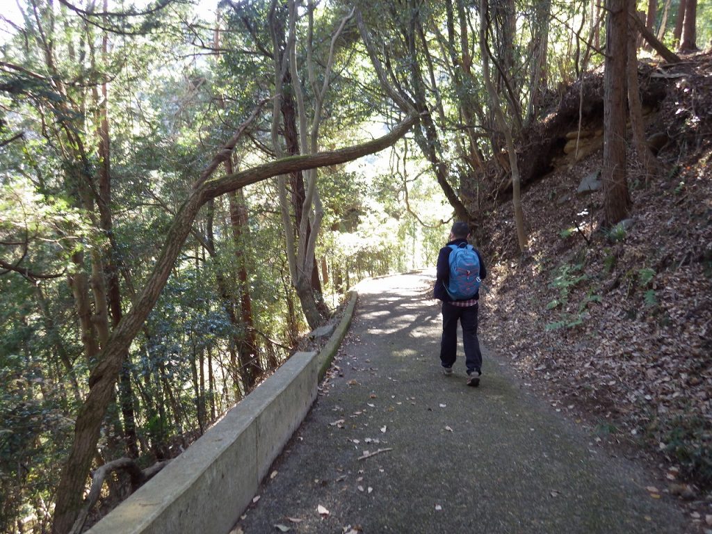 苔が生えている道